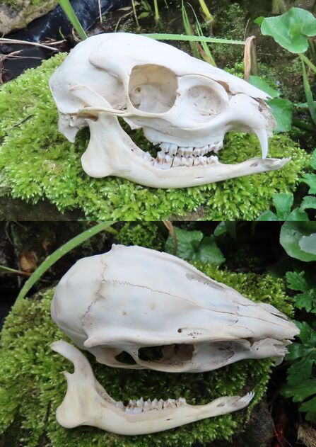 HOW TO IDENTIFY AN ANIMAL SKULL visual data 5
